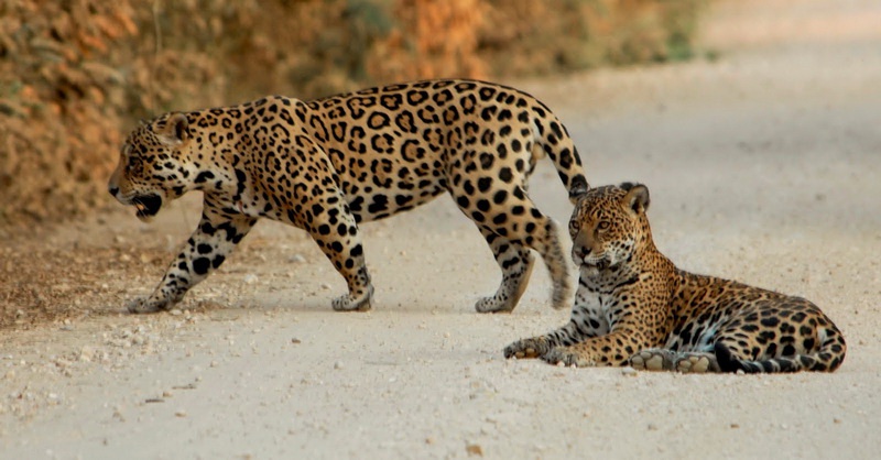predation habits of jaguars Inside the hidden world of jaguars nimble and powerful on land, in trees mothers coax cubs into climbing trees early on so they can learn to avoid predators. predation habits of jaguars Inside the hidden world of jaguars nimble and powerful on land, in trees mothers coax cubs into climbing trees early on so they can learn to avoid predators.